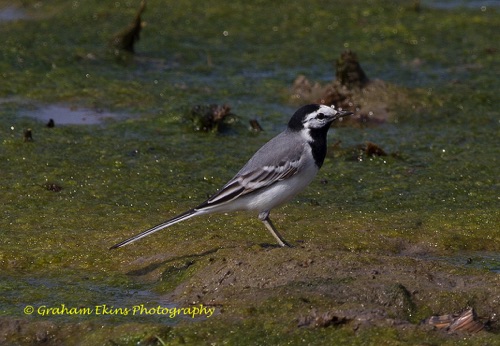 Male East Siberian Wagtail
A winter visitor and passage migrant.
Location unknown